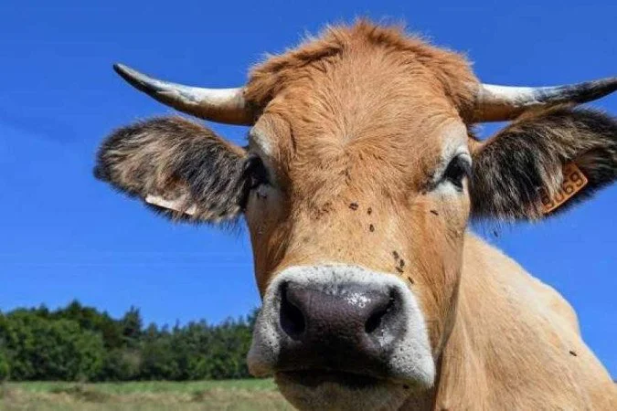 No momento, você está visualizando Governo suspende exportações de carne para a China