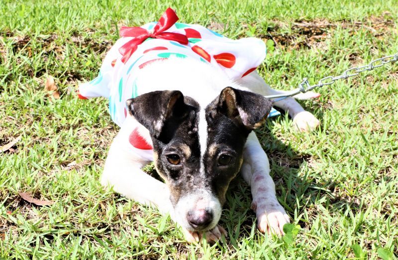 No momento, você está visualizando Prefeitura de Cuiabá promove ‘Carna Folia Pet’ no próximo dia 11