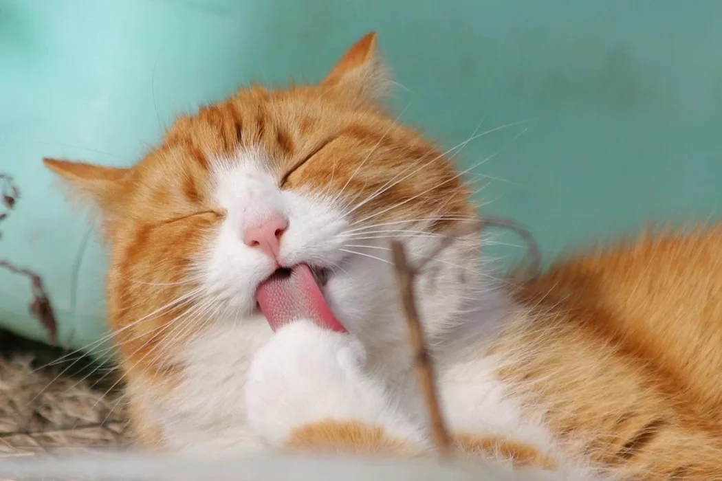 No momento, você está visualizando Veterinária explica por que não é recomendado dar banho em gato
