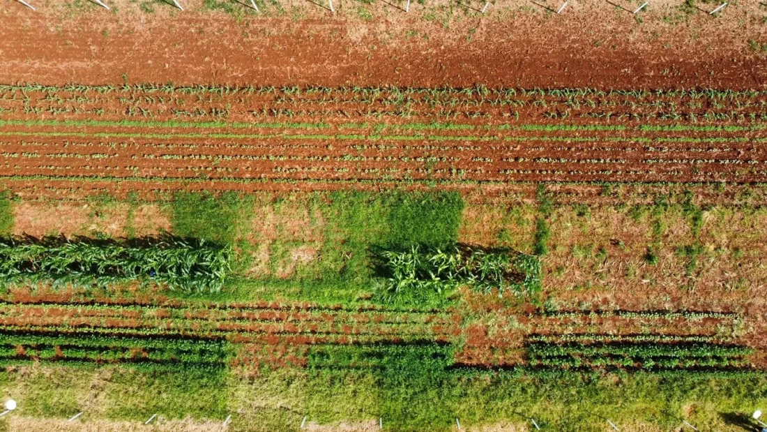No momento, você está visualizando Treinamento ajudará o controle das plantas daninhas em Mato Grosso