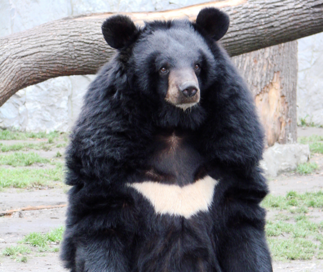 No momento, você está visualizando Família chinesa adota cachorro e descobre depois que era um urso