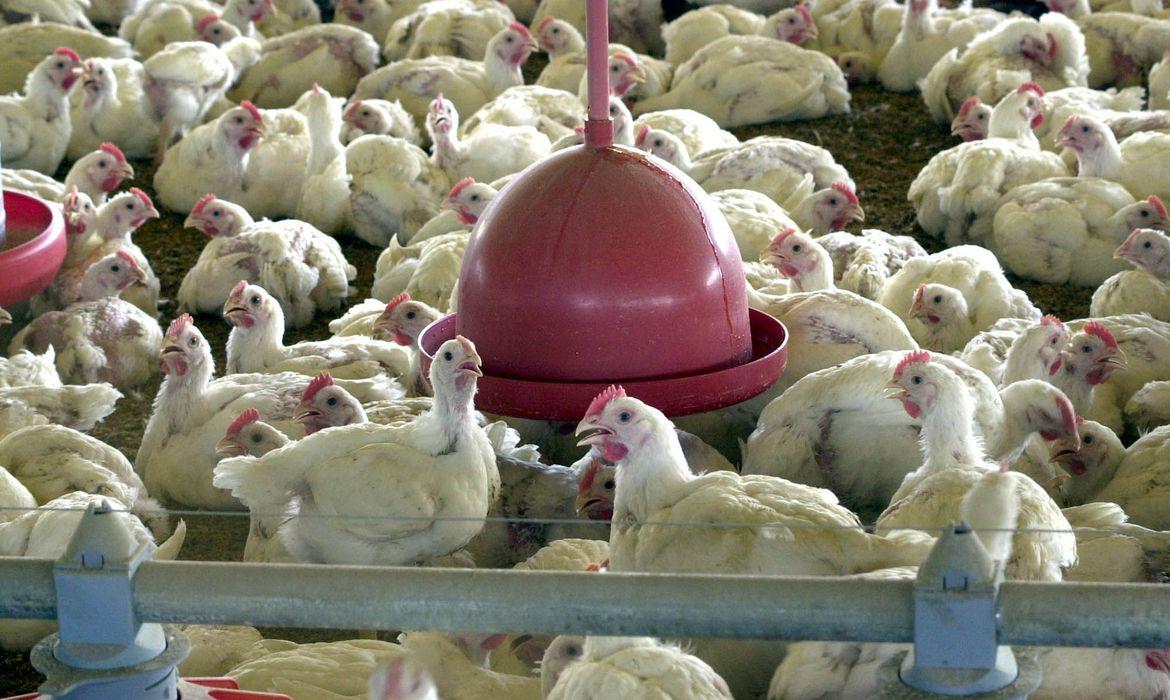 No momento, você está visualizando Ministério suspende feiras de aves para evitar gripe aviária no país