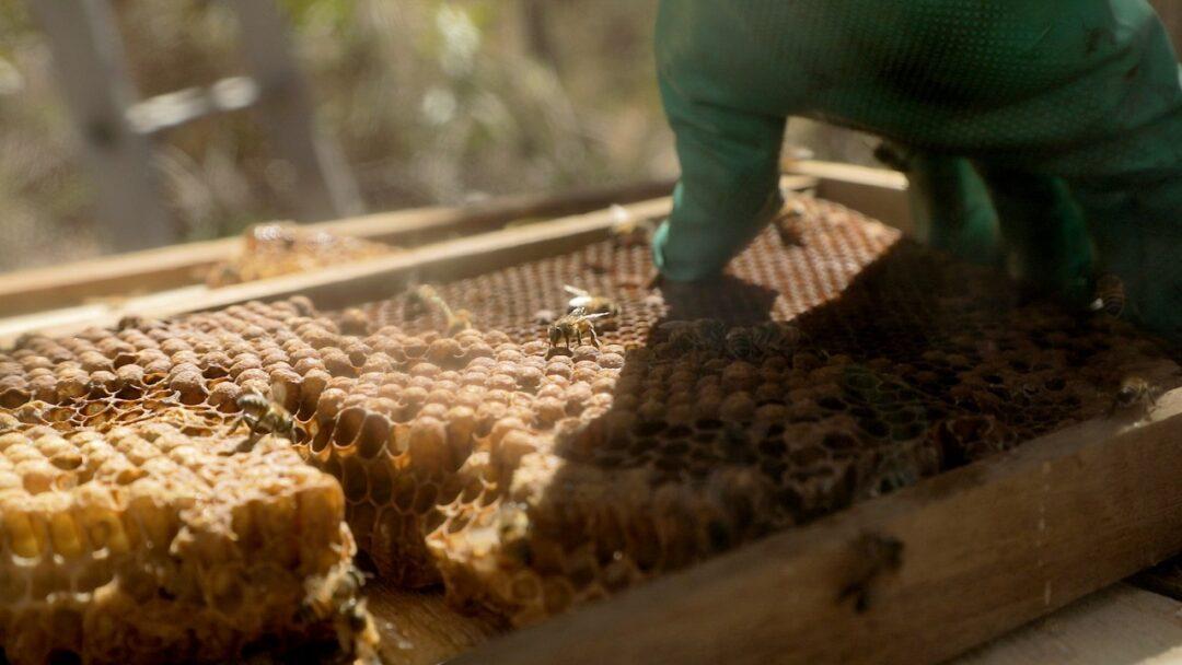 No momento, você está visualizando Pequenos produtores conseguem expansão do seu mercado em Várzea Grande