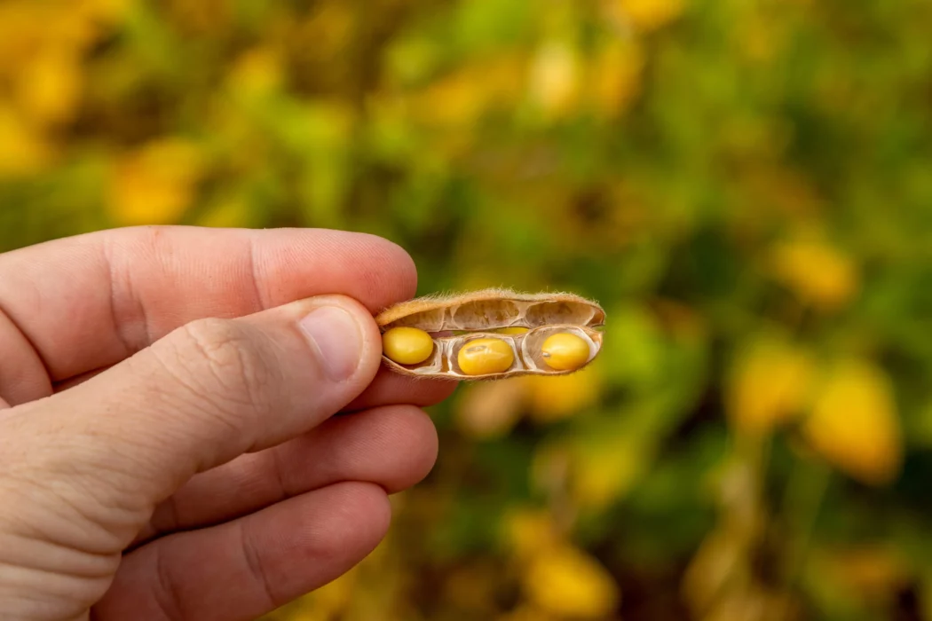No momento, você está visualizando Pesquisador da Embrapa vê produção agrícola dobrar
