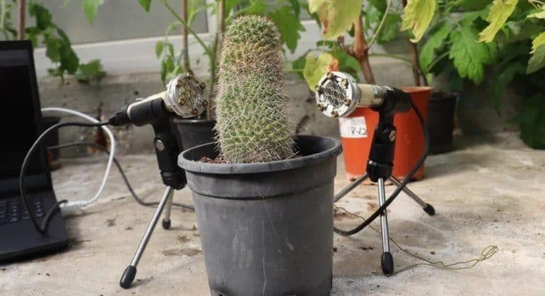 No momento, você está visualizando Plantas “choram” com sede ou sob estresse e podem ser ouvidas