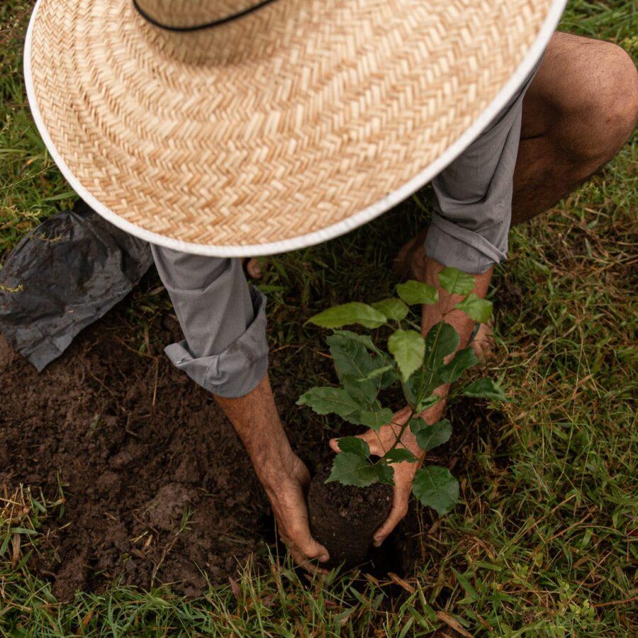 No momento, você está visualizando Ação Cuiabá Verde presenteia com mudas de árvores nativas
