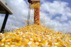 Leia mais sobre o artigo Comercialização da produção agrícola de MT tem avanço em março