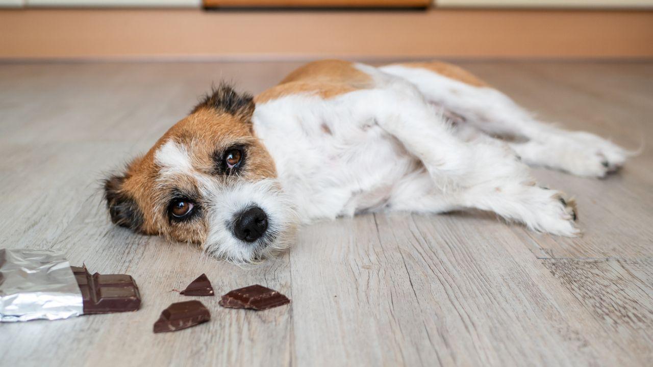 No momento, você está visualizando Entenda quais são os perigos de oferecer chocolate para pets