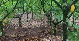 Leia mais sobre o artigo Produtores rurais recebem auxílio da ATeG para produzir cacau