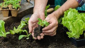 Leia mais sobre o artigo Projetos apoiam desenvolvimento sustentável em Cuiabá