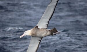 Leia mais sobre o artigo Gripe aviária leva Brasil a decretar emergência zoossanitária