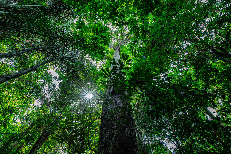 No momento, você está visualizando MT tem queda de 71% nos alertas de desmatamento da Amazônia