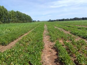 Leia mais sobre o artigo Empaer testa novos cultivares de feijoeiro em Canarana