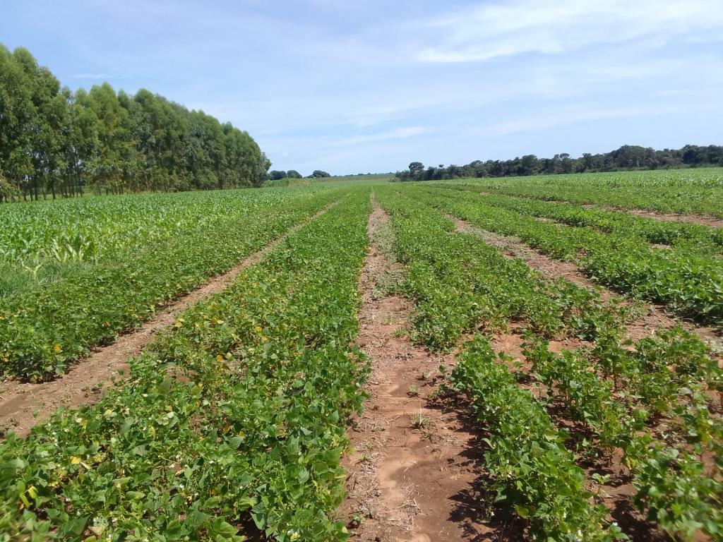 No momento, você está visualizando Empaer testa novos cultivares de feijoeiro em Canarana