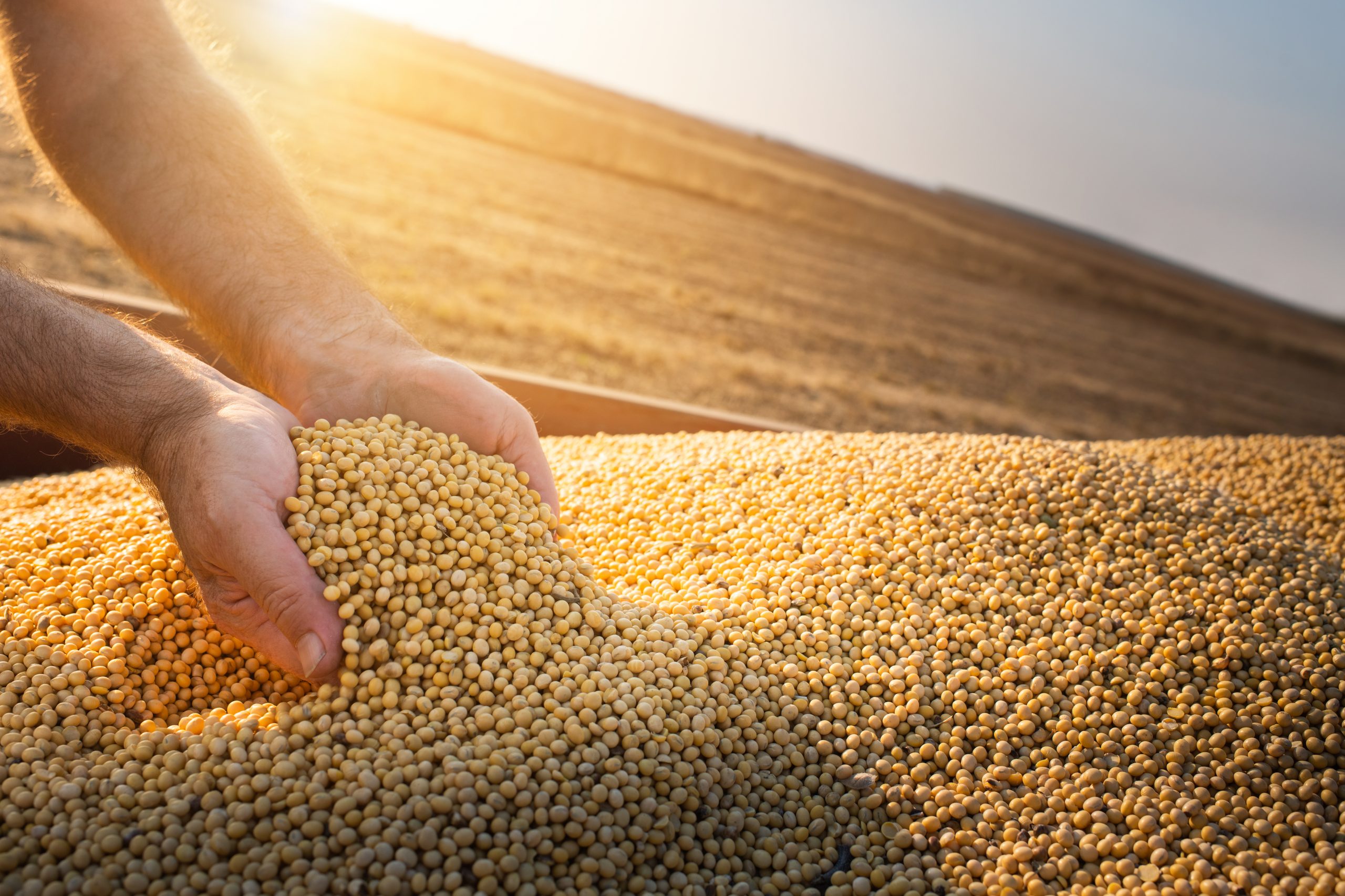 No momento, você está visualizando Cadeia de soja e biodiesel é destaque no PIB do agronegócio