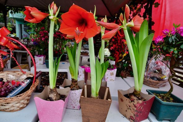 No momento, você está visualizando Prefeitura de Cuiabá promove a 1ª Grande Feira de Orquídeas