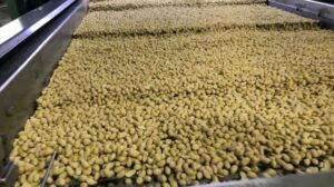 Leia mais sobre o artigo Amendoim atrai produtores e investimentos em Mato Ģrosso