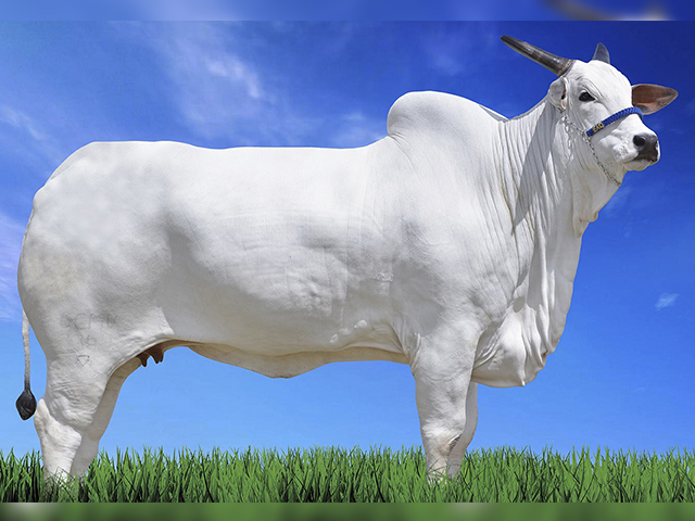 No momento, você está visualizando Fazenda em MT é destaque na pecuária sustentável