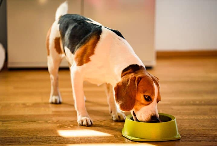 Você está visualizando atualmente Descubra o alimento que atua como vermífugo natural para cães