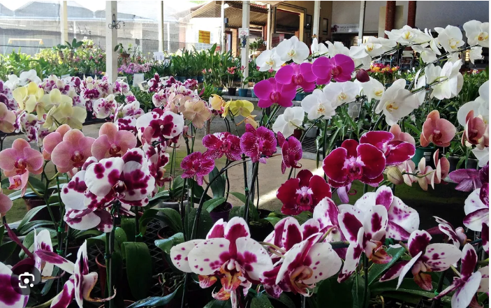 No momento, você está visualizando Festival de Orquídeas e Rosas do Deserto termina neste sábado (19)