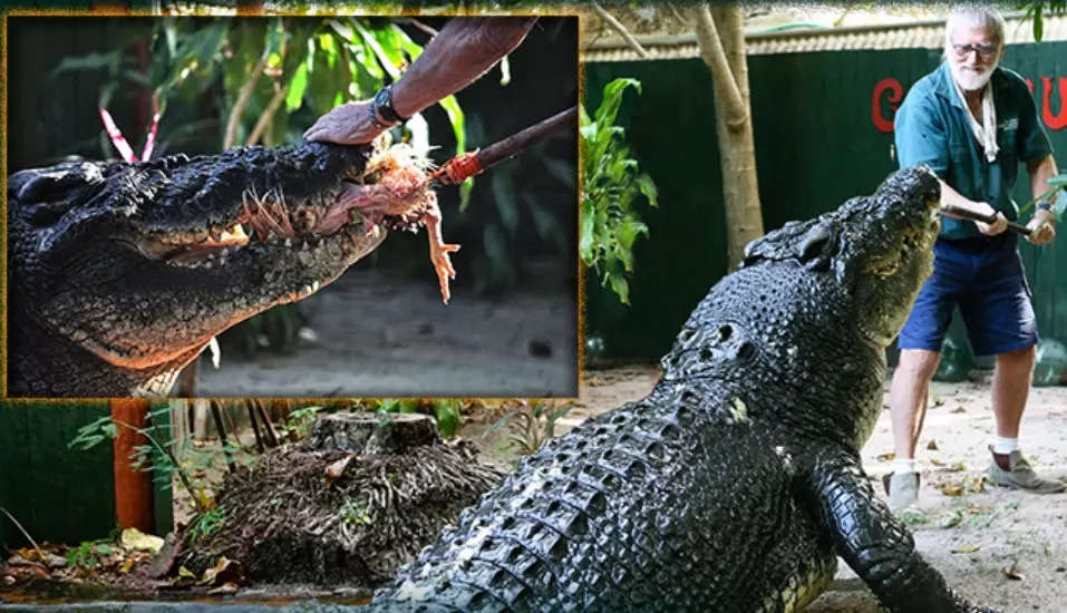 No momento, você está visualizando Cassius, o crocodilo que é o maior do mundo e continua a crescer