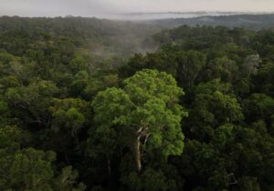 Leia mais sobre o artigo Entenda as condições para os financiamentos pelo Fundo Clima