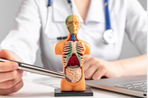 Leia mais sobre o artigo 6 partes do corpo humano que não precisamos mais