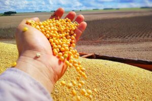 Leia mais sobre o artigo Cidades de Mato Grosso lideram o novo ranking de produção agrícola nacional