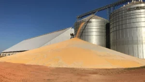 Leia mais sobre o artigo SAFRA 23/24: Abertura Nacional do Plantio de Soja