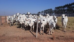 Leia mais sobre o artigo Grãos e carne de MT são consumidos por 3,5% da população mundial