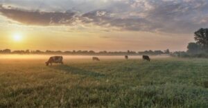 Leia mais sobre o artigo Senado exclui agropecuária do mercado de carbono e texto vai à Câmara