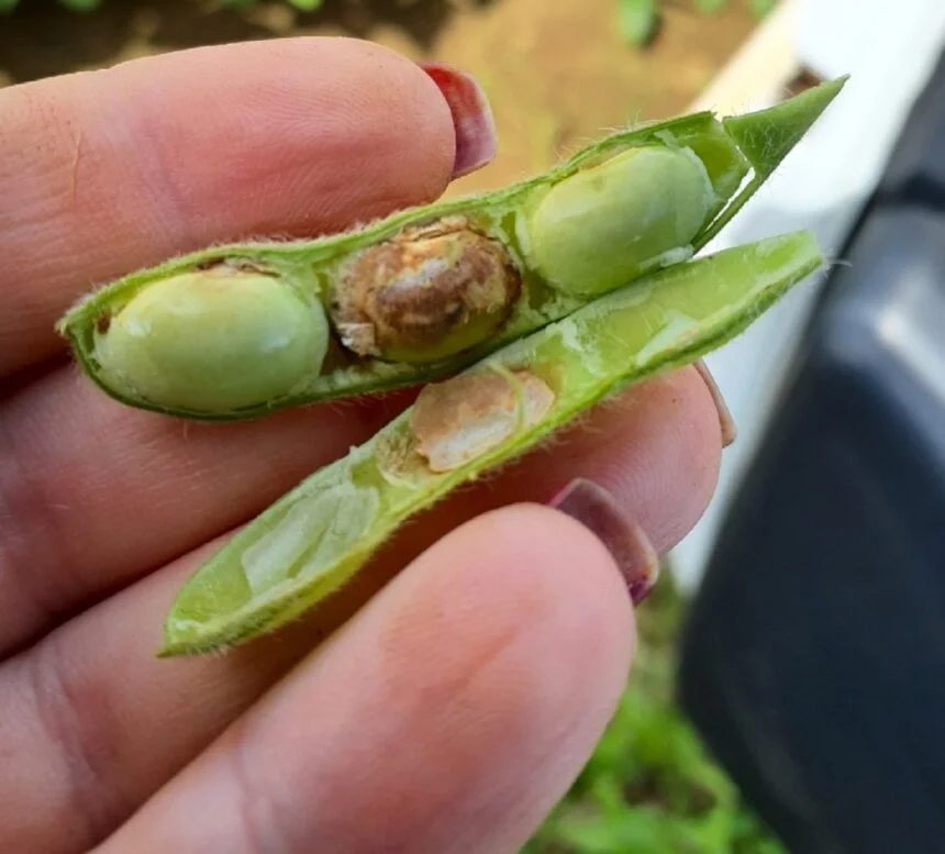 No momento, você está visualizando Ensaios refletem condições atuais da soja mato-grossense nesta safra
