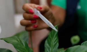 Leia mais sobre o artigo Incorporação de vacina contra dengue ao SUS deve sair ainda este ano