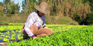 Leia mais sobre o artigo Mulheres do Campo participam de Ciranda e Círculo de Construção da Paz