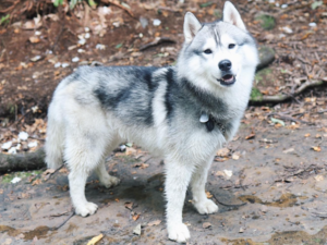 Leia mais sobre o artigo Cão encontra vazamento de gás cavando e salva bairro inteiro