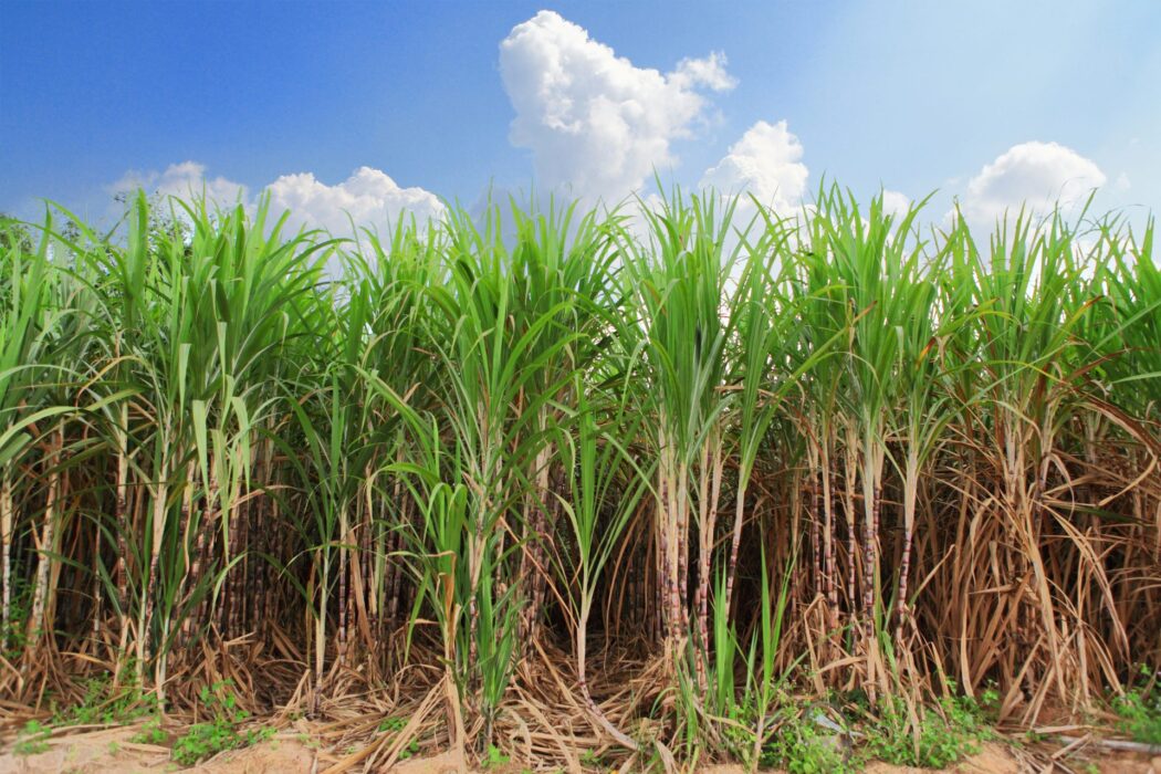 No momento, você está visualizando Gotejamento pode fazer a cana produzir 50% a mais