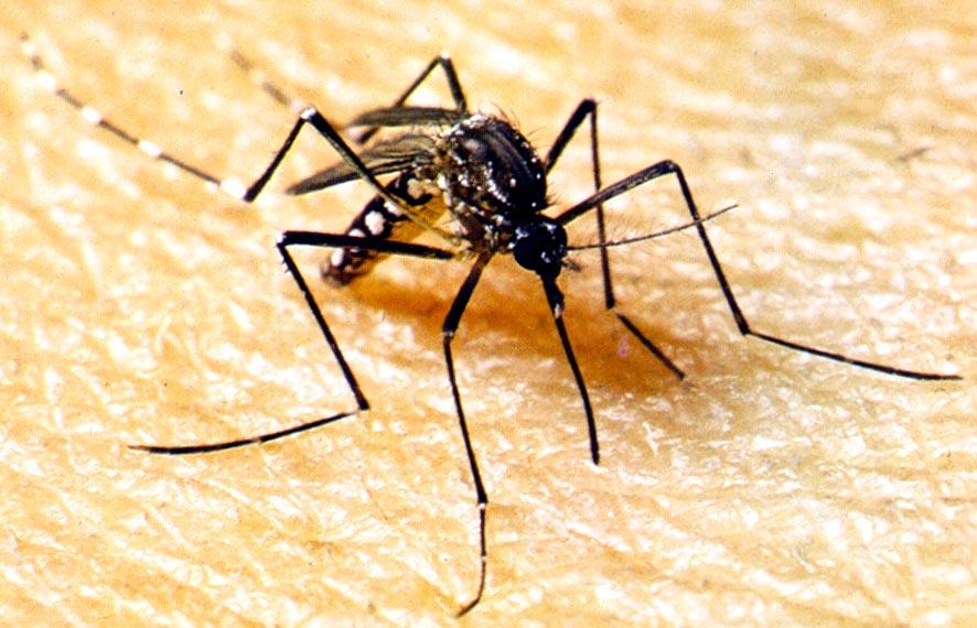 No momento, você está visualizando SES elabora plano de contingência para enfrentamento da dengue e outras arboviroses