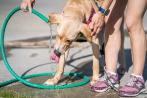 Leia mais sobre o artigo Oito cuidados que você deve ter com seu pet durante ondas de calor