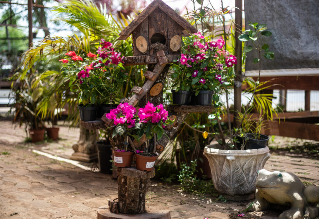 No momento, você está visualizando Shopping Orla promove o 4º Festival de Rosas do Deserto e Orquídeas a partir de quinta-feira (7)