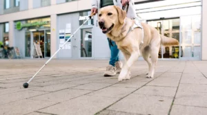 Leia mais sobre o artigo DIA DO CÃO-GUIA: Como pets auxiliam na autoestima e confiança do tutor