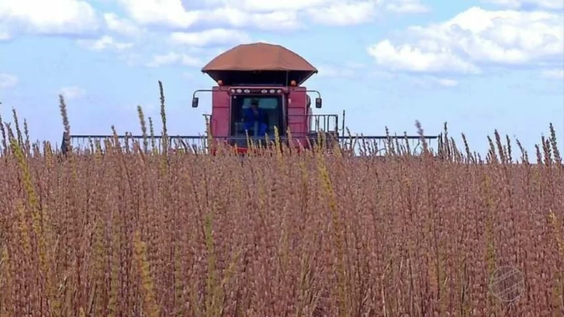 Você está visualizando atualmente Produção de gergelim deve aumentar 105% em Mato Grosso acima da média nacional