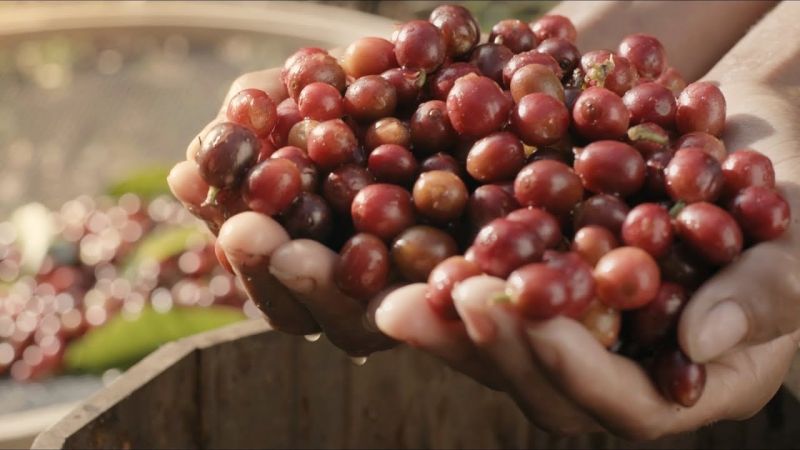 No momento, você está visualizando Produtividade de café por hectare cresce 258,7% em MT, diz Embrapa