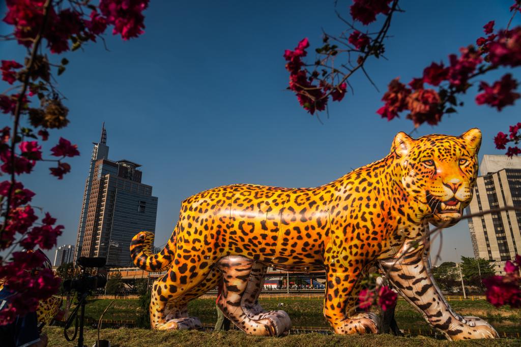 No momento, você está visualizando Viradinha Sustentável terá escultura gigante de onça-pintada
