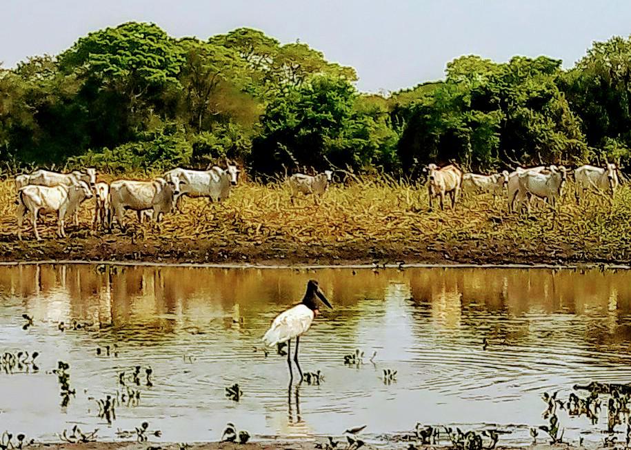 No momento, você está visualizando Assembleia Legislativa promove nova visita ao Pantanal