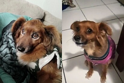 No momento, você está visualizando Tutora adota cão idêntico ao seu cão falecido em 2021 e não acredita ao perceber o que ele sabia fazer