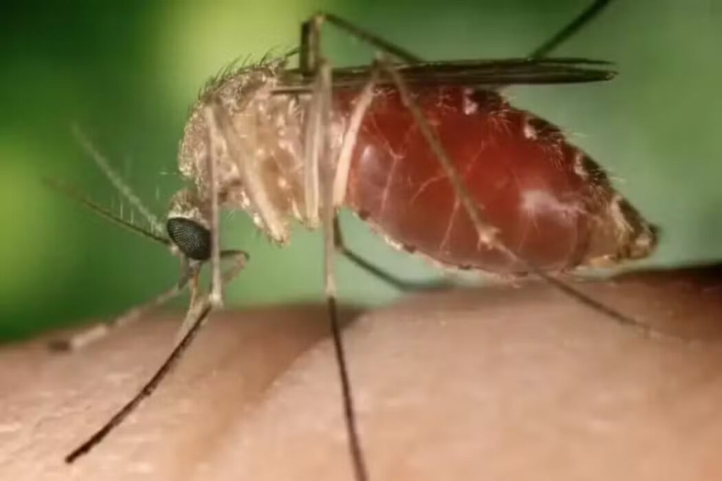 No momento, você está visualizando Febre oropuche em MT tem 17 casos confirmados e 40 suspeitos