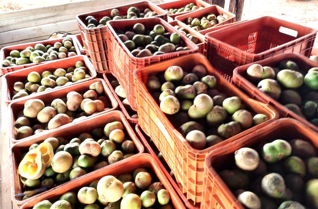 No momento, você está visualizando Estudo identifica 43 frutas de MT com potencial para ser “novo açaí”