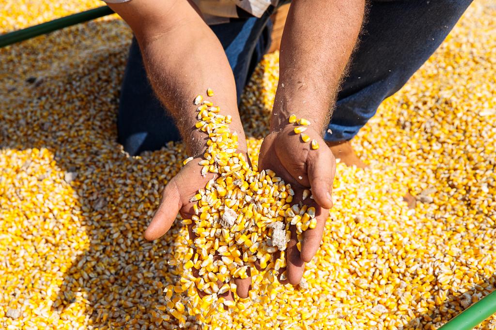 No momento, você está visualizando Mais de 70% do milho exportado pelo Brasil saiu de MT em 2024