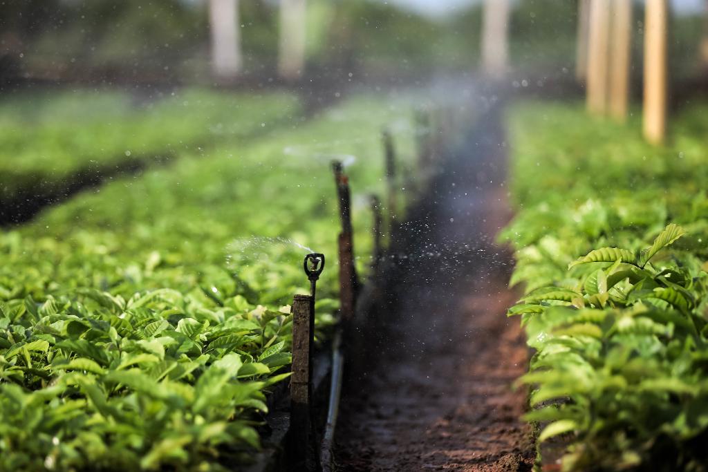No momento, você está visualizando CEI: Plataforma descomplica agronegócio em Mato Grosso