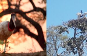 Leia mais sobre o artigo Exposição do PEN Pelo Pantanal vai até o dia 25 no Cine Teatro Cuiabá